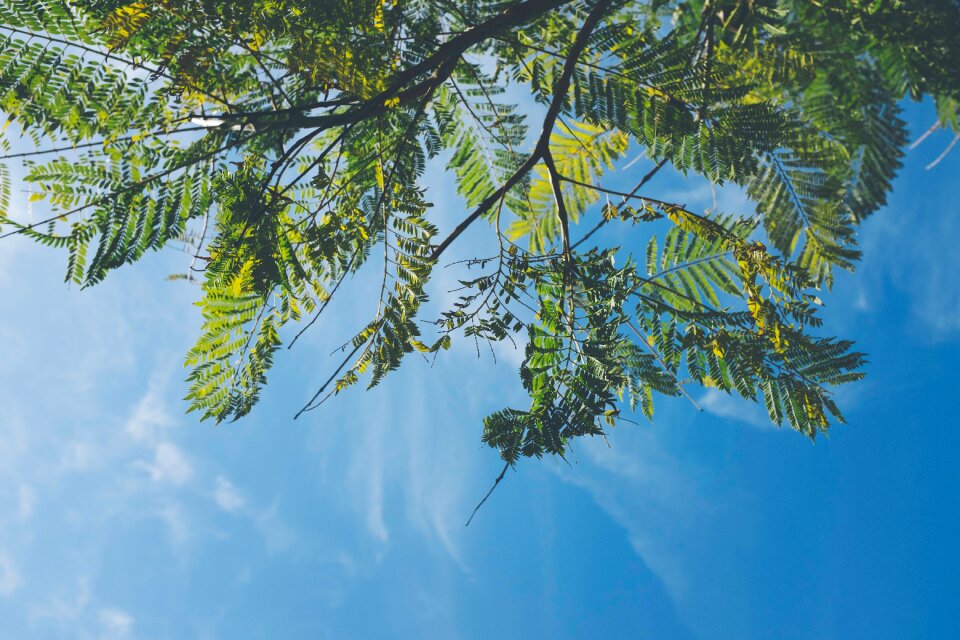 Blue nature blue sky