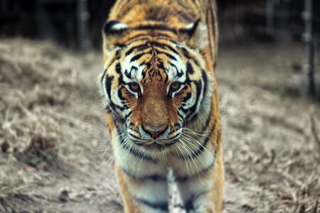 Tiger zoo beast of prey photo