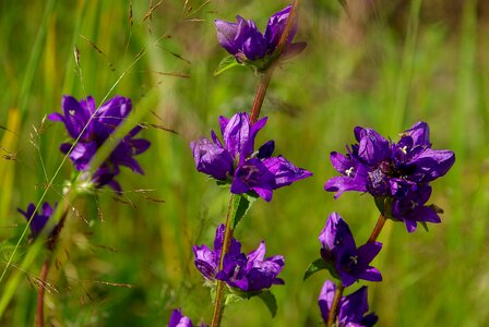 Flowers violet nature