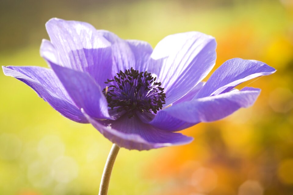 Blossom bloom macro