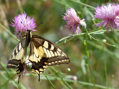 Libar beauty wild flower