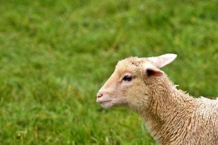 Meadow animals nature