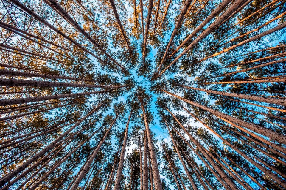 Environment nature forest trees