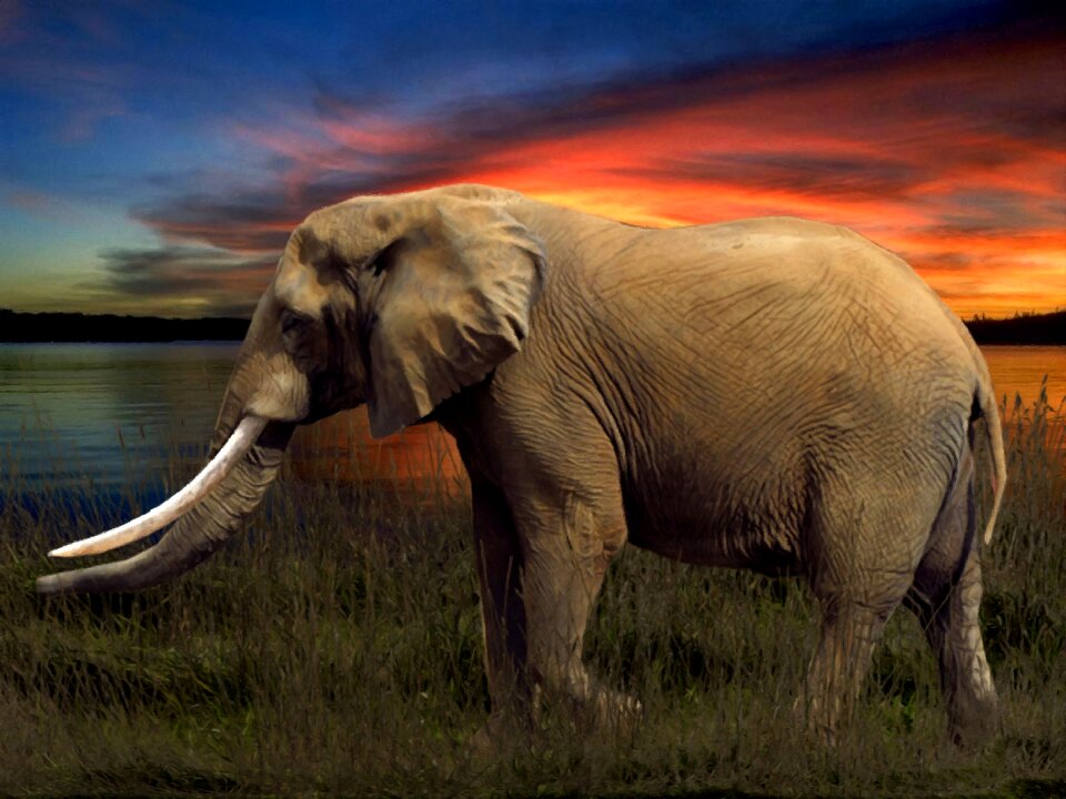 Elephant savannah arrangement