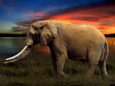 Elephant savannah arrangement