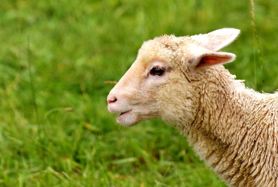 Meadow young animal sheep