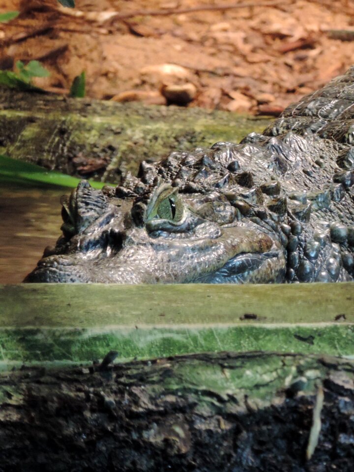 Tiergarten lizard alligator