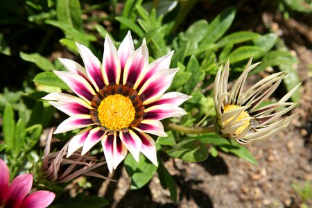 Plants nature dicotyledon
