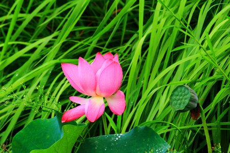 Lotus summer flower photo
