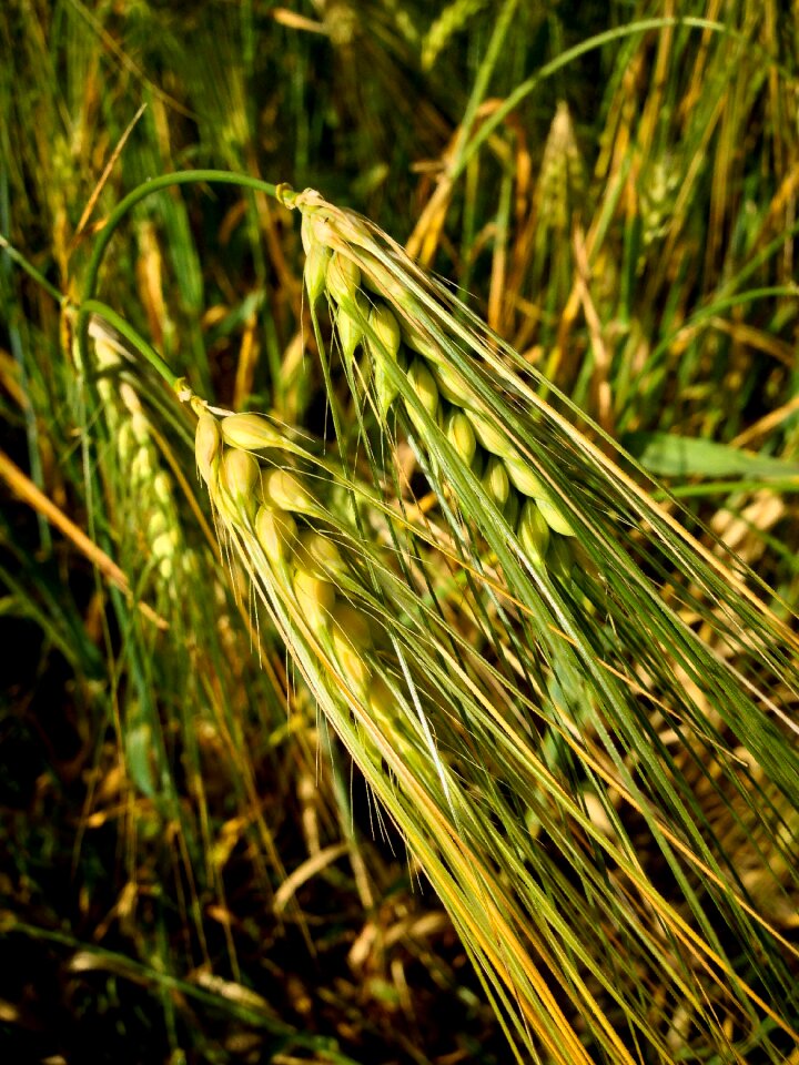 Field green properties