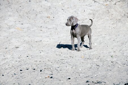 Pointer puppy toddler