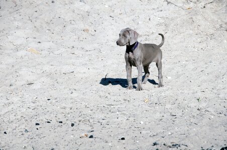 Pointer puppy toddler photo