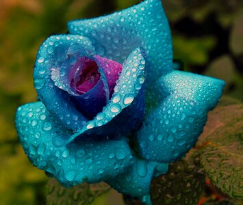 Water drip flower