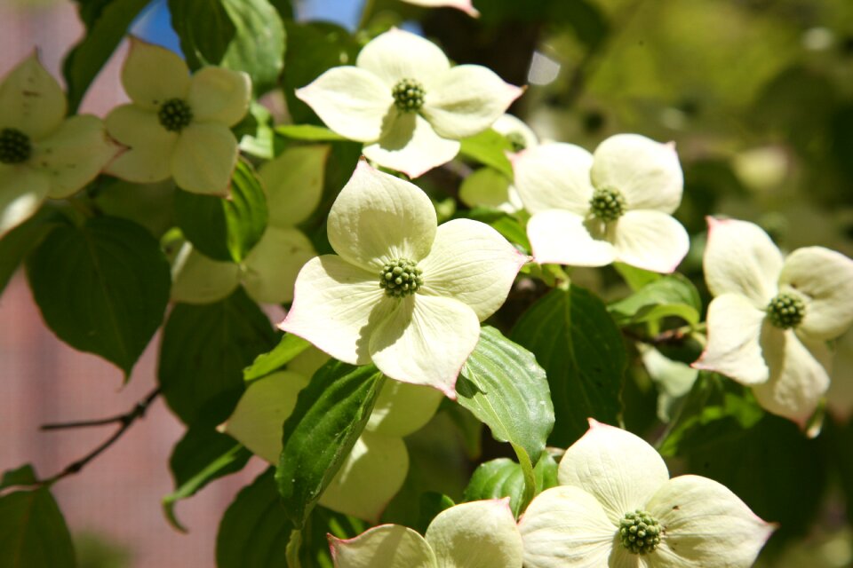 White flower white flowers spring
