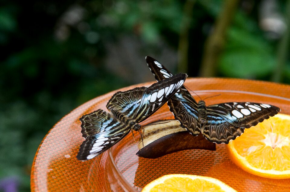 Nature animal butterfly