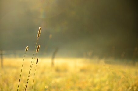 Meadow green morning photo