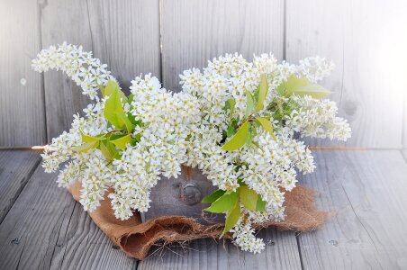 White lilac branches spring photo