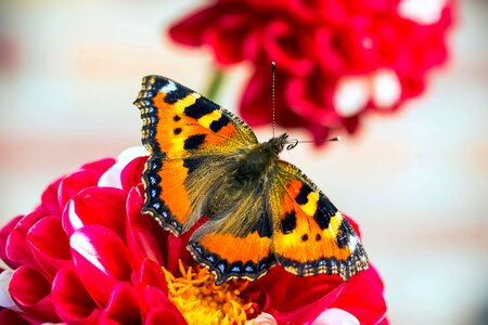 Butterflies blossom bloom photo