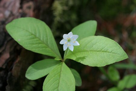 Wildflower parasitic flower endangered plants