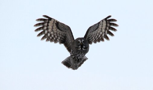 Nature flying wings