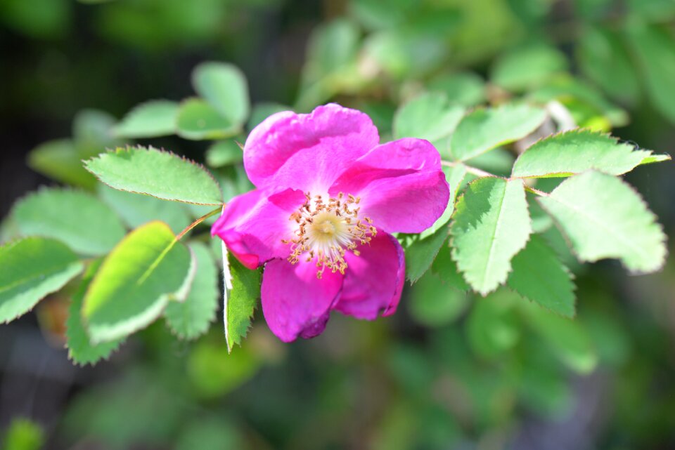 Bloom leaves close up