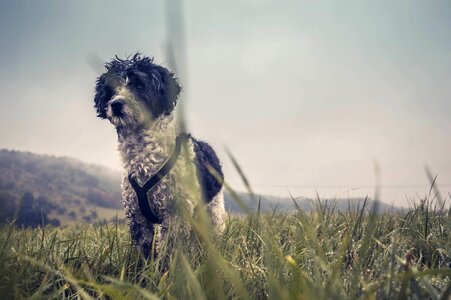 Cute dog field