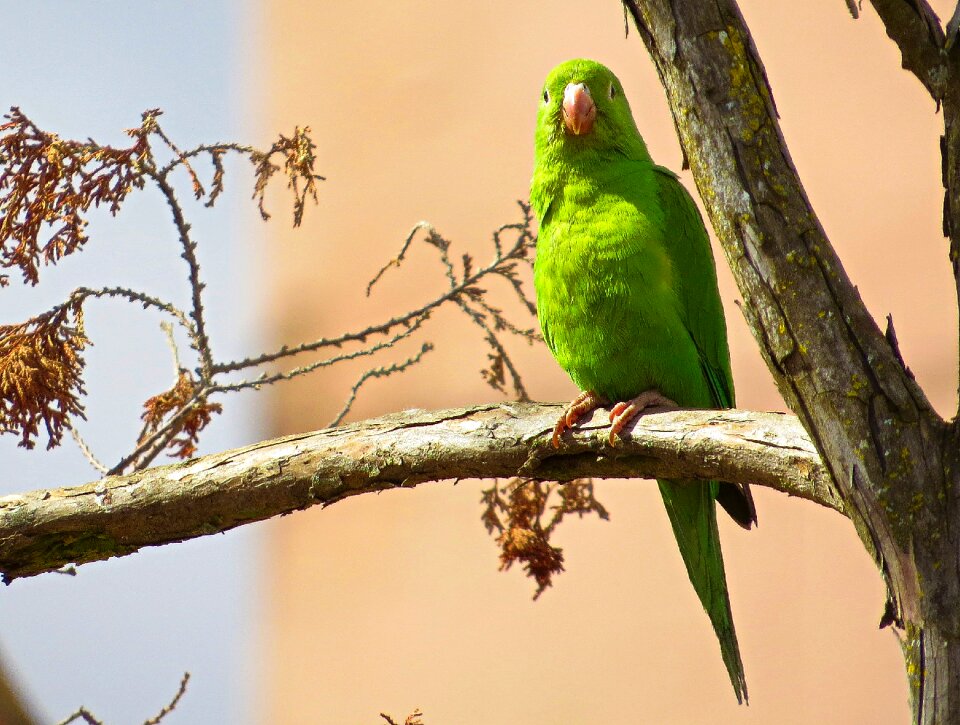 Tree green feathers outdoors