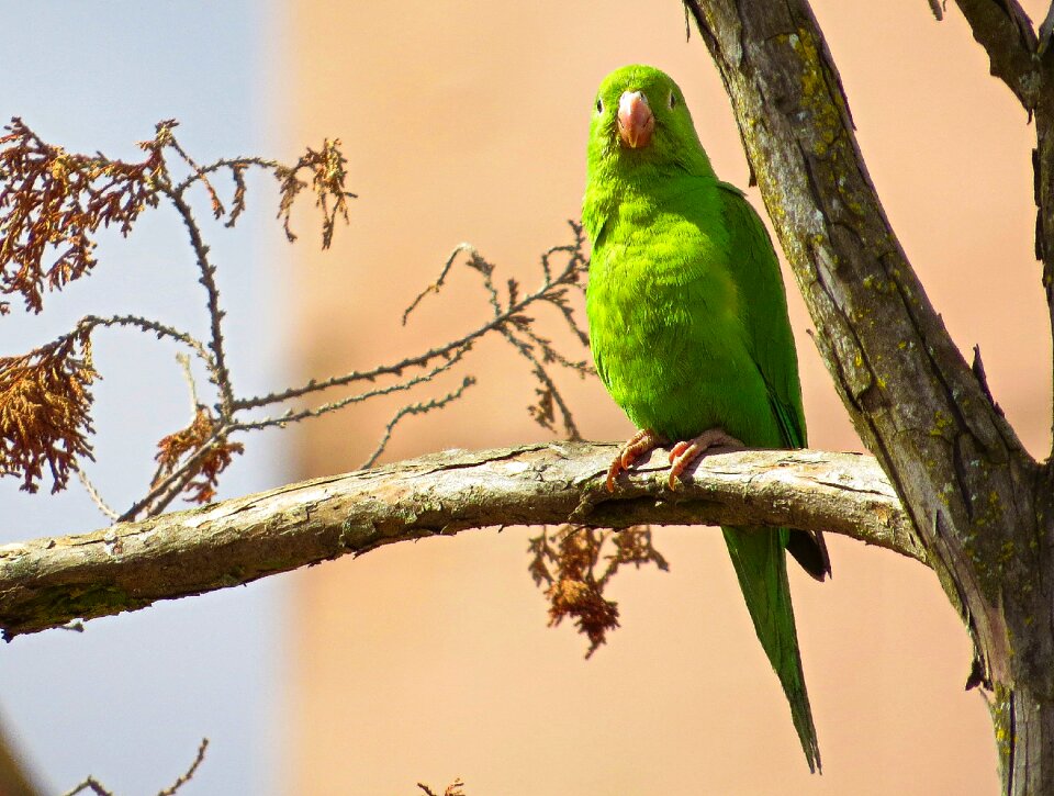 Tree green feathers outdoors photo