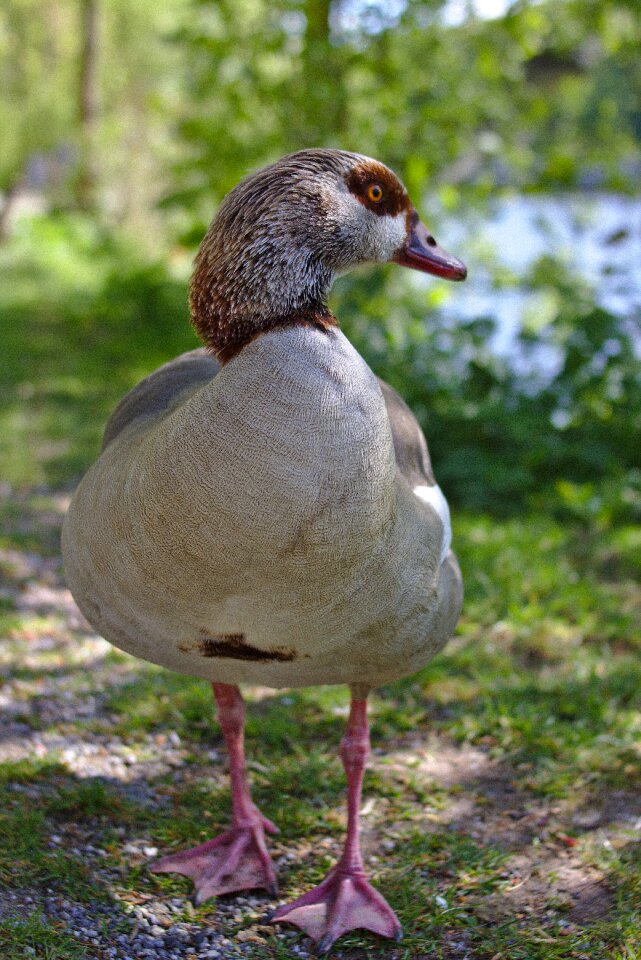 Plumage animal away