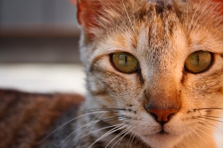 Feline cute eyes photo