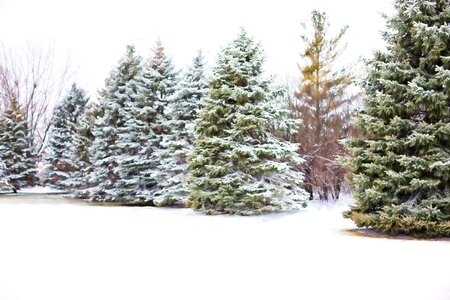 Winter snow tree