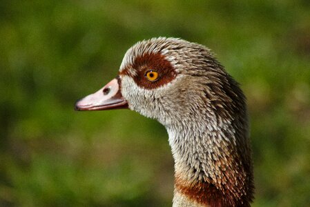 Bill eye poultry photo