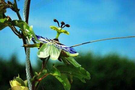 Passion flower open blossomed