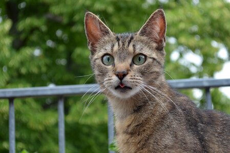 Domestic cat curious velvet paw