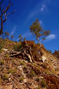 Snappy gum australia sky