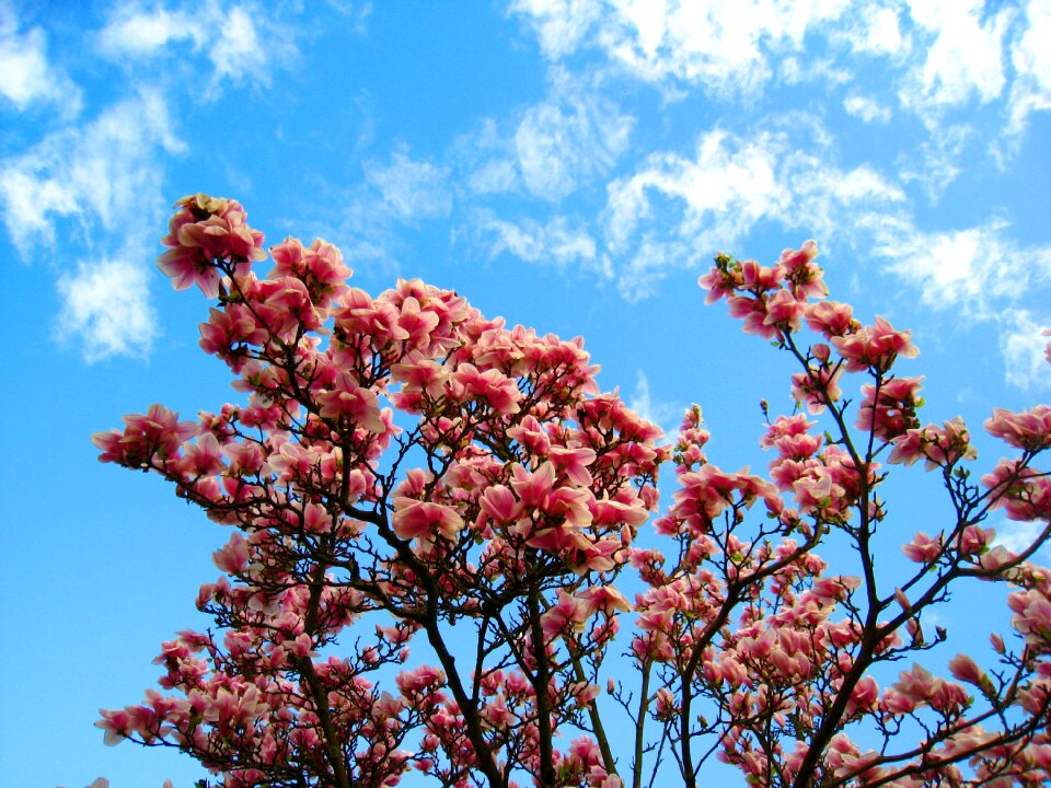 Magnolia leaves frühlingsblüher early bloomer photo