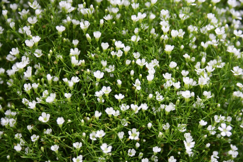 White romantic nature