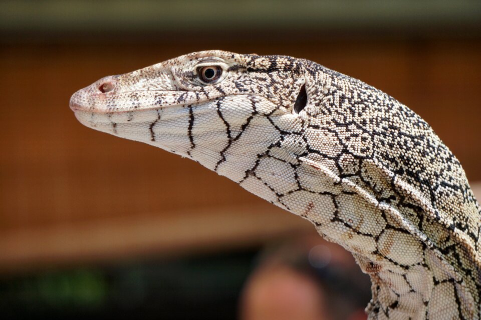 Reptile varanus wildlife