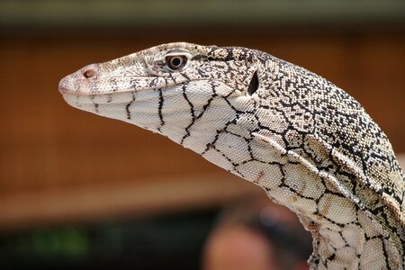 Reptile varanus wildlife