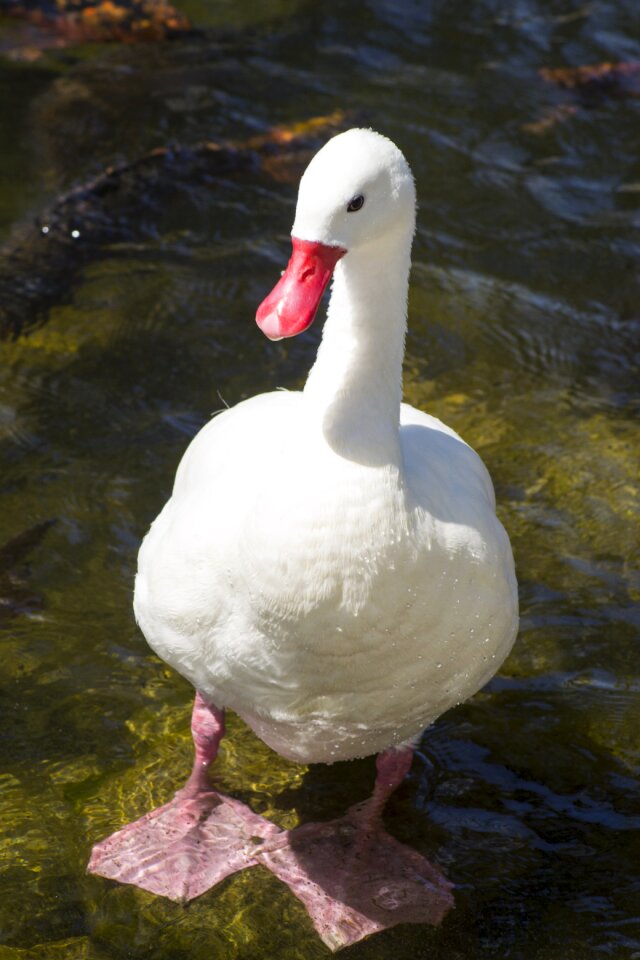 Animal waterfowl national parks