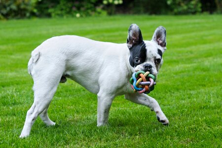 Play grass animal