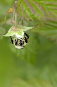 Pollination nature macro photo