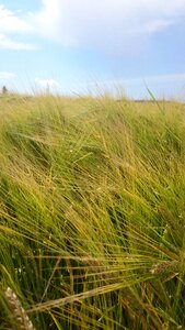 Cornfield wheat field summer photo