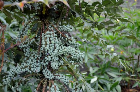 Ornamental shrub garden plant park plant