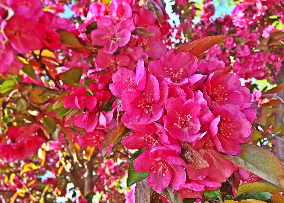 Color blossom pink color
