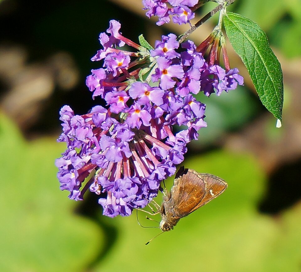 Insect animal nature