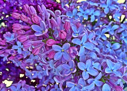 Lilac flowers bloom photo