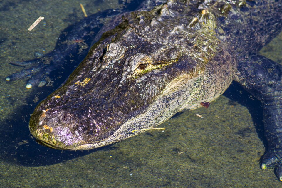 Captivity reptile zoo