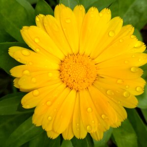 A yellow flower sun flower rosa photo