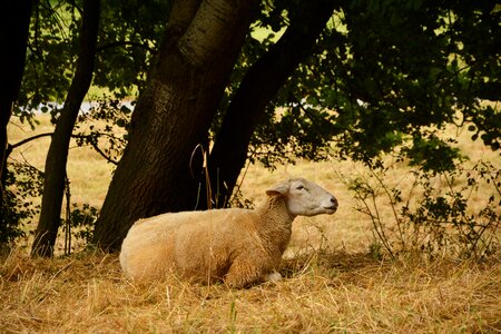 Wool lying agriculture